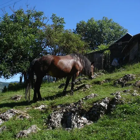 ホリデーパーク Zelenkovac *